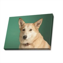 귀여운 강아지 사진 캔버스액자 (고객님 강아지 사진으로도 제작 가능합니다), DOG33