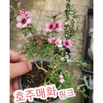 매화꽃-호주매화 핑크/겨울에 피어나는 꽃 매화의 꽃말은 기품 품격, 1개