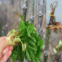 (D소망)가시없는민엄나무(삽목1년) 3그루