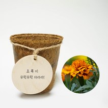 우드리 코코넛화분 식물 키우기 DIY 키트_메리골드