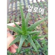 꽃나라엘리스 알로에다육식물-앙증맞은 자태로 실내 인테리어 효과