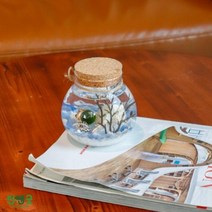 수경식물 반려식물 행운목 마리모 DIY 선물세트 푸딩병_흰자갈+블루