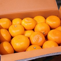 제주삼촌 제주 천혜향 3kg 5kg 10kg 가정용, [가정용] 제주 천혜향 5kg 중과