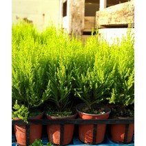 행복한꽃순이//외목대율마(소) 묶음, 10개