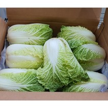 싱싱한 강원도 고랭이 쌈배추3-6통 / 실속용12-16통, 1box, 쌈배추*6통