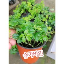 슈가바인/꼬불꼬불 잎에 무늬까지