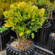 ﻿[농장직송] 외목대 황금사철나무 조형목 조경수 9리터 트리웰화분묘, 1, 1개