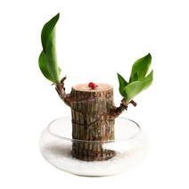 행운목 수경재배 키우기 세트 공기정화식물 천연가습, 단품