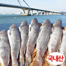 민어 1미 400g 이상 40cm내외 군산항 직송, 1세트