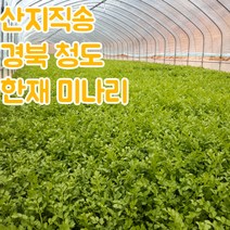 산지직송 당일수확 청도 한재 미나리 1kg 2kg, 청도미나리_1kg