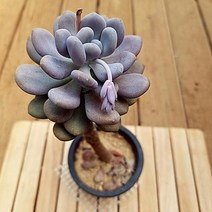 월미인 키우기 쉬운 목대 실내 다육이 다육식물1-100, 단품