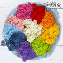 공기정화식물 스칸디아모스 미세먼지제거 음지식물 천연이끼 20g 30g, 선택01.자연 20g, 미디어그린