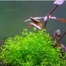 수초 펄그라스 200촉