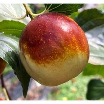 [농업의 신]사과대추 나무 (다왕자오) 분묘 2년생 3년생 결실주 유실수 과실수, 2년생 분묘(소), 1개