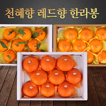 푸릇푸릇 제주 한라봉 황금향 천혜향 레드향 노지 감 귤 한라봉 3kg, 1.한라봉 3kg 11~12과