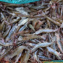 통영 해산물 멍게 가리비 새우 제철조개구이 추천, 1box, 당일수확 활새우1kg
