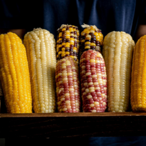 찐 삶은 노랑 미백 냉동 찰 옥수수 4종, 홍찰옥수수, 15개(5003)