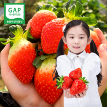 [ 산지직송 ] 고당도 논산 설향 생 딸기 스마트팜 농장 택배, 특 30구 (800g 내외)