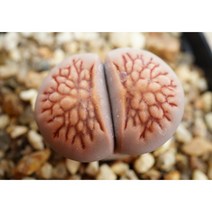 [국화석레드 0621] 홈가드닝 분재 선인장 키우기쉬운 아프리카 다육이 공기정화 특이한 귀여운 예쁜 희귀한 인테리어 생일 소형 작은 개업선물 리톱스 코노피튬 식물