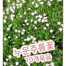 누운주름꽃-10개묶음/눈주름꽃은 쉼 없이 피고지는 장수꽃