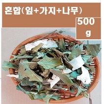 황칠나무(편)500g/황칠잎 삼계탕 첨가재료 사포닌함류 인삼나무 황칠나무 산청목, 3형(황칠나무 혼합(잎+가지+편)500g, 500g