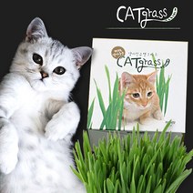 꿈쟁이 캣그라스씨앗(70g) 캣그라스, 화분(씨앗/부직포/화분 세트), 투명네모(캣닢)