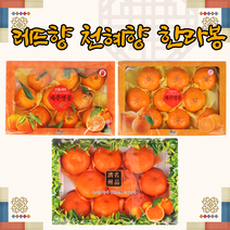 제주 한라봉 레드향 천혜향 감귤 귤 노지감귤 3kg 5kg, 5.제주감귤 10kg L사이즈