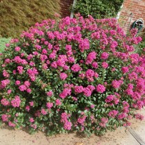 미니배롱나무/삽목1년포트(6개묶음)묘목/F1324