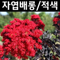 자엽배롱나무/블랙다이아몬드 묘목 적색 개화주(분) 1개/정원/공원/조경수