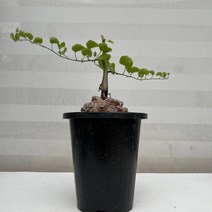 [다은꽃농원]거북이 등껍질을 닮은 철갑환 희귀식물 키우기쉬운 실내공기정화식물 인테리어