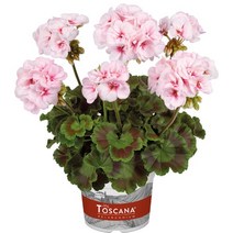 제라늄 15cm 에스텔, 1개