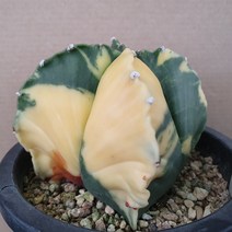 다육세상 다육이 난봉옥 금