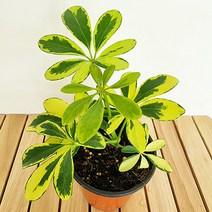칼라홍콩야자(소) 실내공기정화식물 공기청정식물 홍콩야자키우기, 단품