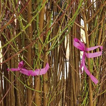 천중도 복숭아(7월백도) 나무 묘목판매 (청아원예조경), 천중도 중묘
