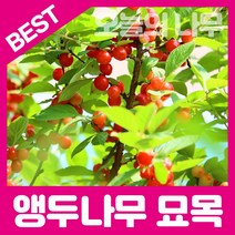 합리적 가격의 우수한 앵두나무묘목 판매(1-2년생), 앵두나무묘목 중묘