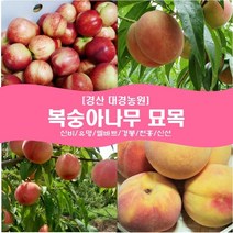 복숭아나무 묘목2년생(접목1년) 경산대경농원 신비/유명/엘바트/경봉/천홍/신선 [각종 묘목/조경수/약용식물 다량보유], 신비, 특묘