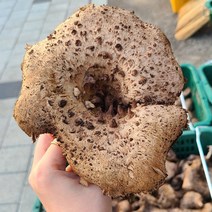 울진 진주농산 국내산 능이버섯 (생 냉동 건조 택1), 건조50g, 건능이50g(생물600g손질)