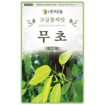풍접초 혼색 200립 - 야생화 고급 씨앗 꽃씨 씨 꽃씨앗 풍접초씨앗 풍접초씨 족두리꽃 클레오메 백화채 양각채, 06_다농_무초(50립)