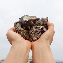 국내산 통영 자연산 뿔소라 1kg, 1개