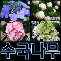 순희농장 목수국 무늬수국 산수국, 1개, 목수국(중)포트
