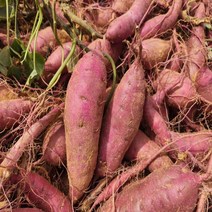 2022년 해남 베니하루카 햇 고구마 5kg (특상), 단품