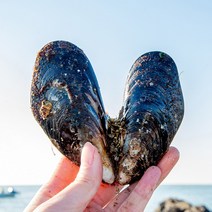 맛수러움 안면도 직접 따온 자연산 홍합 섭 1kg, 1kg(20미내외)