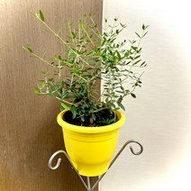 나만의화원 올리브나무 생화 화분, 1개