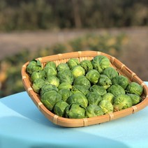 제주 미니 방울 양배추 신선한 농가배송 방울 양배추, 방울 양배추 500g 2팩