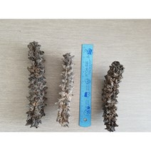 필리핀 건해삼 다림 전용 1kg 10-20 마리 초특가 90 000원 (파지해삼으로 요리용으로는 사용 힘듭니다. )