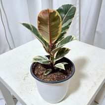 청년농부 수채화 고무나무 소형식물 이쁜식물 작은식물