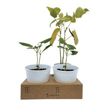 어린이 교육용 친환경 강남콩 반려식물 키우기 세트, 화분거치대+종이컵2+압축배양토2+강남콩+스푼