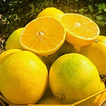 2kg 선물용 황금향