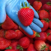 [당일출고] 고당도 경산 겨울 딸기 설향딸기 금실딸기 하동 딸기생딸기 킹스베리 1kg 왕특 특, 10. 킹스베리 왕특 1kg