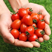 베리카인드 대추방울토마토 2kg 5kg, 1.대추방울토마토2Kg(4-5번과)